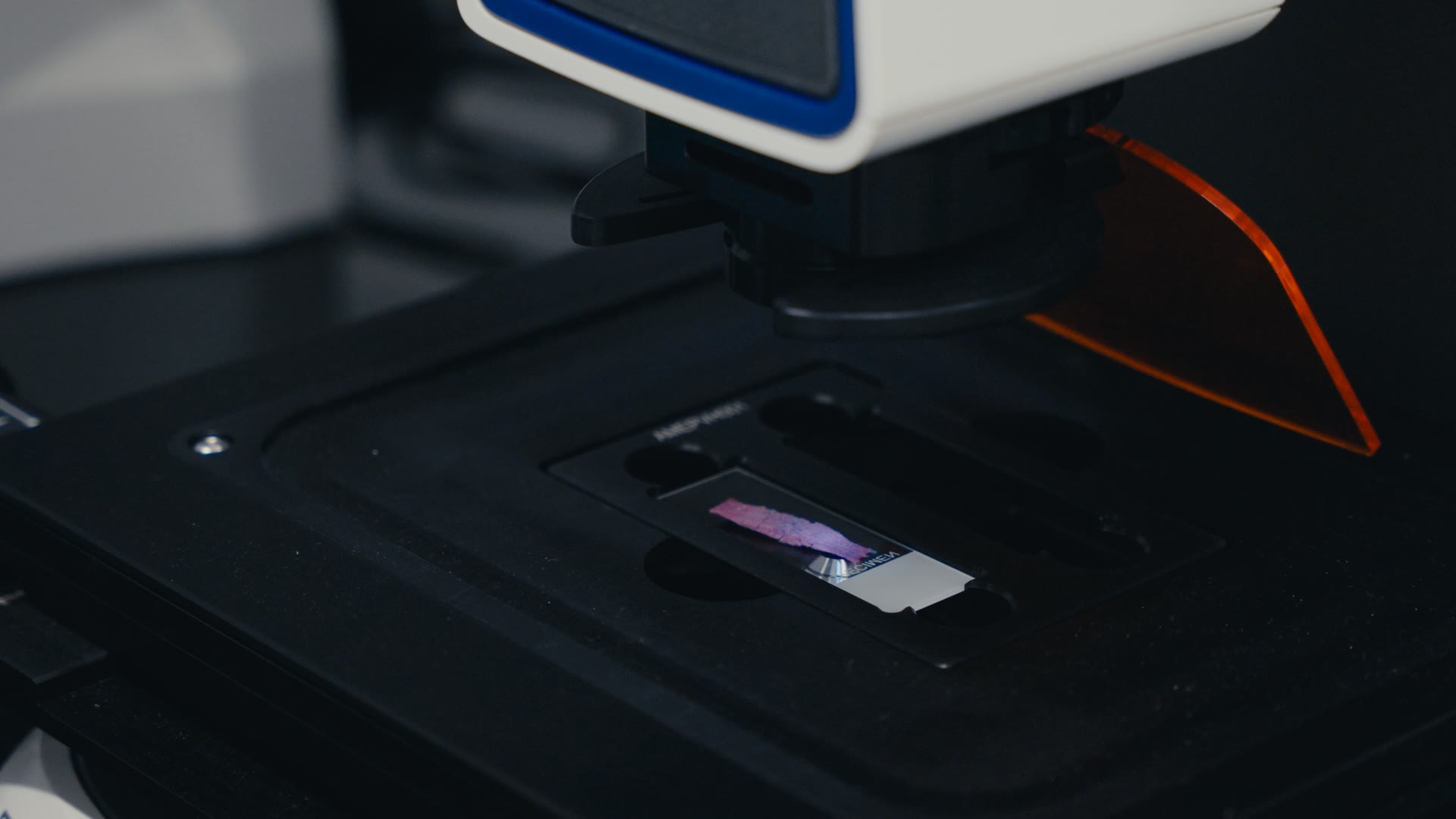 Microscope imaging a stained fibrous tissue sample